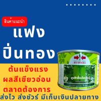 แฟง ปิ่นทอง 50 กรัม เก็บอ่อน