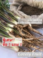 3แถม1 เมล็ดพันธุ์โสม 500 เมล็ด/ซอง เมล็ดโสมตังกุย ปลูกง่าย โตไว