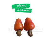 เมล็ดพันธุ์มะม่วงหิมพานต์ชุด50 เมล็ด