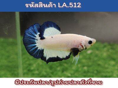 ปลากัดมาเบิ้ลขอบ เพศผู้ ขนาด1.4-1.5 นิ้ว