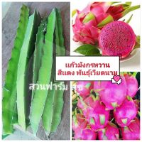 ท่อนพันธุ์เเก้วมังกร สีเเดง ผลใหญ่ รสหวานฉ่ำ พันธุ์เวียดนาม (ชุด 3 ท่อน 39 บาท) ซื้อครบ 3 ชุด เเถมฟรี 1 ชุด