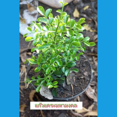 ไม้ประดับจิ๋ว💢ต้นแก้วแคระ (Andaman satinwood/ Chinese box tree) เป็นพันธุ์ไม้ตกแต่งสวนที่มีลักษณะเป็นพุ่มขนาดเล็ก มีความสูงประมาณ 4-8 เมตร นิยมปลูกเป็นไม้กระถางที่แฝงความหมายของไม้มงคลตามความเชื่อของคนไทย ลักษณะของดอกแก้วแคระมีสีขาว