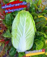 เมล็ดผักกาดขาวจีน Cabbage Seeds Green Vegetable Seeds เมล็ดพันธุ์ผักปลูกง่าย ปลูกได้ทั่วไทย ของแท้ 100%