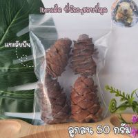 ลูกสน [50 กรัม] pine cone  ลูกสนนำเข้า แทะลับฟัน สำหรับสัตว์ฟันแทะ กระรอก นก หนู