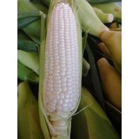 เมล็ดพันธุ์ ข้าวโพด หวาน ฮอกไกโด (Sweet Corn Hokkaido) บรรจุ 3 เมล็ด ทานดิบ หวาน 20 บริกซ์