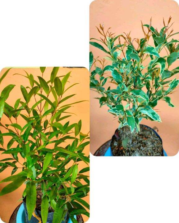 EUGENIA PLANTS(2 VARIETIES)REAL PLANTS OUTDOOR PLANTS Lazada PH