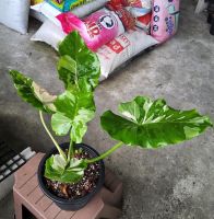 กำลังกลับมา แบ่งปันต้นแม่ ใหญ่ๆ ? Alocasia Okinawa Silver #บอนโอกินาว่า ใบและลำต้นจะคล้ายๆ บอนหูช้างด่างขาว ต้นพริ้วสวยดูดี  มีเสน่ห์ ใบลักษณะใบ เหมือนใบโพธิ์รูปหัวใจ ก้านจะโค้งงอ อ่อนช้อย มีลีลาที่ พริ้วไหว สวยงาม ...