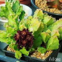 เก๋งจีน caralluma hexagona คารัลลูม่า เฮกซะโกนา