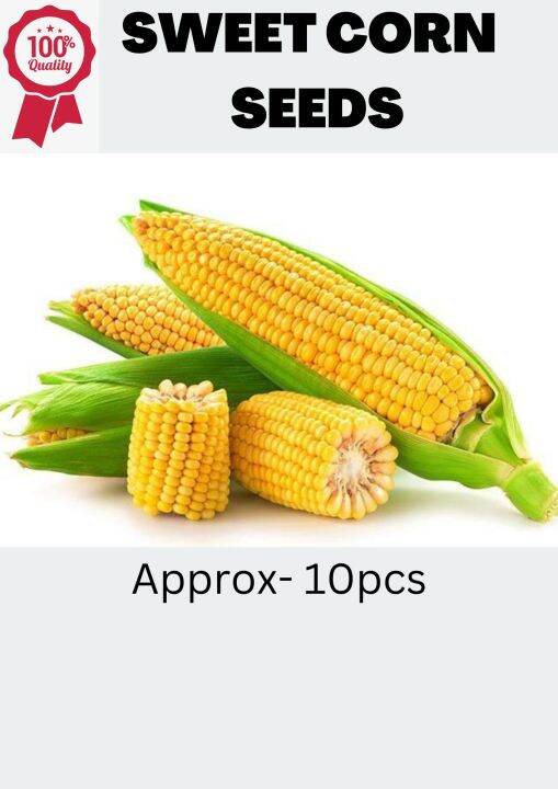 SWEET CORN/Yellow Corn Seeds( 10 SEEDS ) 1 Pack Lazada PH