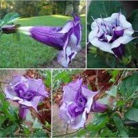 ต้นลำโพงกาสลักม่วง Datura fastuosa L. ลำโพงกาสลัก ดอกสีม่วง ดอกซ้อน(Double Purple Datura) ต้นสูง 40-50 ซม.กระถาง 8 “ไม้ดอกสีม่วง รูปปากแตรหรือลำโพง ออกดอกเดี่ยว ตามซอกใบ กลีบดอกสีม่วงโคนกลีบดอกเชื่อมติดกัน กลีบซ้อนกัน 2-3 ชั้น สวยงาม รับประกันการจัดส่ง