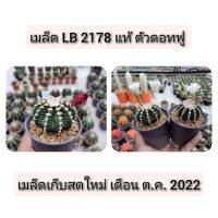 เมล็ด LB 2178 ชุดดอทฟู ผสมจากพ่อแม่ดอทฟูเท่านั้น เมล็ดสดใหม่ปี 2022 1 ซอง 30 เมล็ด