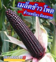 เมล็ดข้าวโพดข้าวเหนียว นิลสยาม สีสวย เมล็ดเต็มฝัก เหนียว นุ่ม สีสวยบรรจุ 150-200เมล็ด