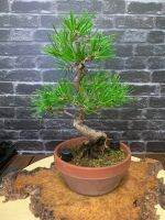 สนดำKoromutsu black pine ?