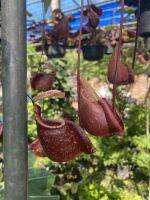 หม้อข้าวหม้อแกงลิง หม้อใหญ่แบบลาย หม้อลาย ต้นไม้กินแมลงหม้อใหญ่  Flask-Shaped Pitcher-Plant เป็นไม้ประดับหายากจัดส่งในกระถาง 6 นิ้ว ต้นสวยหมอใหญ่ หม้อโต หม้อข้าวหม้อแกงลิง ต้นไม้กินแมลงหม้อใหญ่ เป็นไม้ประดับหายาก ใกล้สูญพันธุ์ พืชมหัศจรรย์ พืชกินสัตว์