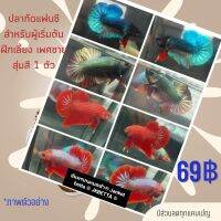 new!!กั.ด.แฟนซีสำหรับเริ่มฝึกเลี้ยง ชาย คละสี/ลวดลาย ภาพตัวอย่าง