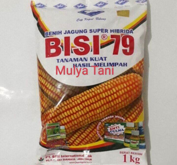 BENIH JAGUNG HIBRIDA BISI 79 KEMASAN 1KG ORIGINAL | Lazada Indonesia