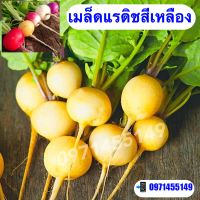 เมล็ดแรดดิชสีเหลืองแรดิชสีเหลืองทอง  golden helios  radish  สายพันธุ์ F1 บรรจุ : 800 เมล็ด