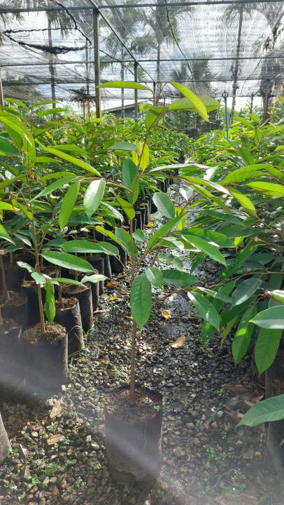 ต้นทุเรียนหมอนทอง-ถุงเบอร์-10-สูง70-100เซน-เลี้ยงแดด-ทนทาน-ปลูกง่าย