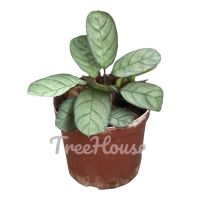 คล้าอามากิส กระถาง 4 นิ้ว (Calathea Amagris Pot”4)