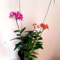 กล้วยไม้อิพิเดนดรัม กล้วยไม้ดาว ดอกแดง ส้ม กอใหญ่ Epidendrum