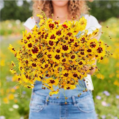 ดอกตาเสือ 🌼Coreopsis Flower Seed เมล็ดพันธุ์ดอกตาเสือ🌼🌼ราคาถูก 100เมล็ด10บาท🌼🌼