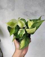 Philodendron cream splash บราซิล3สี กระถาง 3”