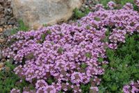 เมล็ดพันธุ์ ไทม์เลื้อย สีม่วง (Creeping Thyme Seed) บรรจุ 20 เมล็ด เครื่องเทศสมุนไพร ที่นิยมปลูกประดับ