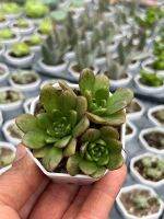 Aeonium sedifolius (ด่างเขียว/แดง)ไม้อวบนำ้ น่ารักๆ กระถาง 2 นิ้ว