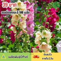 เมล็ดพันธุ์ ดอกฮอลลี่ฮอคคละสี100 เมล็ดสีสดสวย