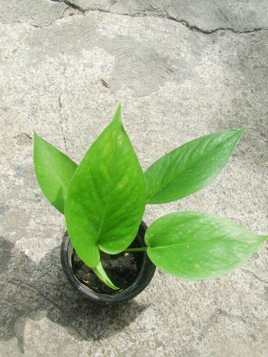Jade Pothos For Sale for only Php 20 Lazada PH