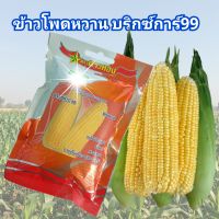 ?เมล็ดพันธุ์ข้าวโพดบริกซ์ก้าร์  99 เมล็ดติดสุดฝัก ฝักใหญ่ รสชาติหวานหอม ตราดาวทอง⭐ขนาด 100 กรัม(ส่งฟรี)