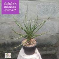 ต้นลิ้นมังกรเพลิงสะบัด Sansevieria Bunlue Torch /snake plant/mother- in-laws tongue without pot สูง 1.5 ฟุต เป็นไม้มงคล ฟอกอากาศดีมาก ปลูกในบ้านได้เพื่อฟอกอากาศ ทนแล้ง