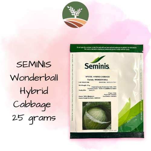SEMINIS WONDERBALL HYBRID CABBAGE SEEDS 25grams Lazada PH