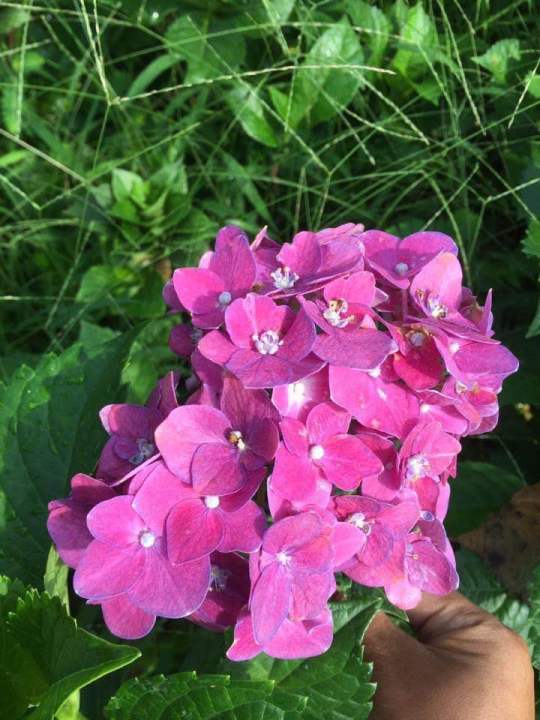 ไฮเดรนเยียพันธุ์หนัก-ดอกใหญ่สีสด-สีเข้ม-ดอกช่อใหญ่พุ่มสวย