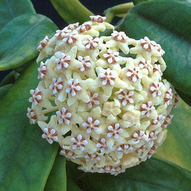 HOYA VILLOSA | Lazada PH