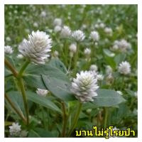 บานไม่รู้โรยป่า  สมุนไพรธรรมชาติ เก็บสดทั้งต้น 300กรัม