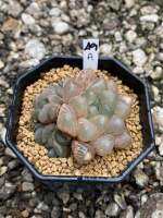 Haworthia Hybird Thailand กระถาง 3 นิ้ว จัดส่งทั้งกระถาง รหัส 49A-72A