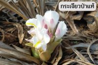 หัวพันธุ์กระเจียวป่าดอกดิน