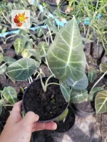 อโลคาเซียแบล็คเวลเวทใบกำมะหยี่ (Alocasia Black Velvet)