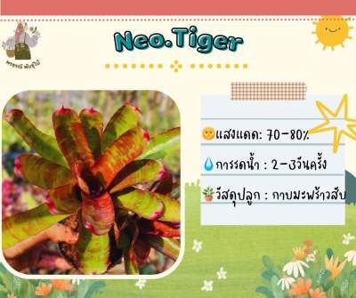สับปะรดสี นีโอไทเกอร์ Neo Tiger (หน่อ)