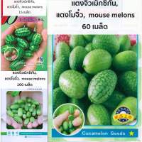 เมล็ดพันธุ์ แตงกวาจิ๋ว เม็กซิกัน แตง ( Mexican Sour Gherkin Cucumber Seed ) บรรจุ 15 - 100 เมล็ด