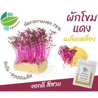 เมล็ด ต้นอ่อน ผักโขมแดง (เมล็ดเหลือง) 5,000 เมล็ด งอกดี สีสวย ต้นอ่อน ไมโครกรีน Microgreens