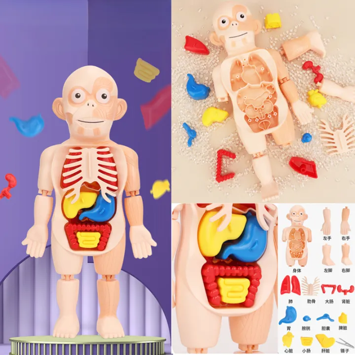 3D Jigsaw Puzzle Anatomy Model Montessori Toy Human Intelligence