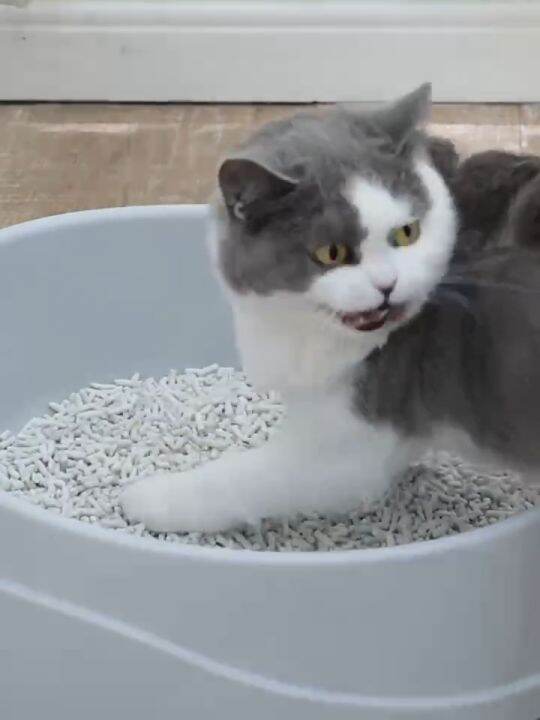 Tofu Cat Litter Sand 6L Flushable Cat Sand Food Grade Plant Tofu