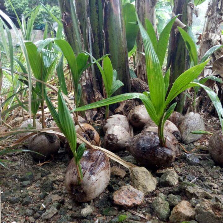 benih kelapa wulung /tampuk merah | Lazada