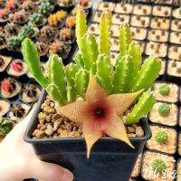 เก๋งจีน​ ดอกใหญ่stapelia gigantea