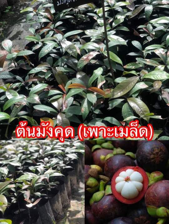 🌳ต้นมังคุดเพาะเมล็ดลำต้นสูง 45-50 เซนติเมตร