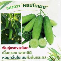 เมล็ดพันธุ์ แตงกวา หอมใบเตย เนื้อกรอบ รสชาติดี ติดผลดก จำนวน 40 เมล็ด