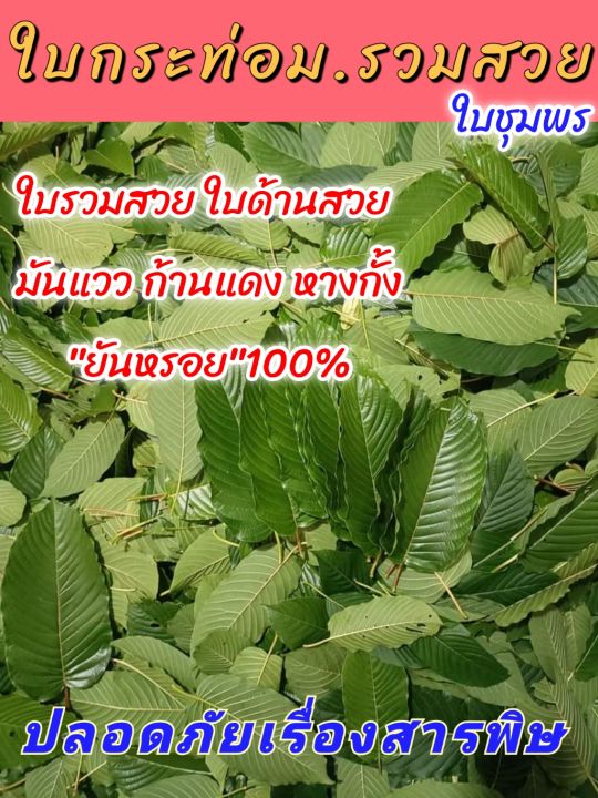 ใบกระท่อม-ชุมพร-ใบรวม-ถูกสุดๆ-ใบแก่จัด-มัน-พร้อมส่ง