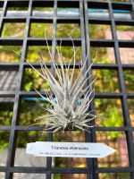 Tillandsia ehlersiana